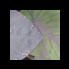 closeup