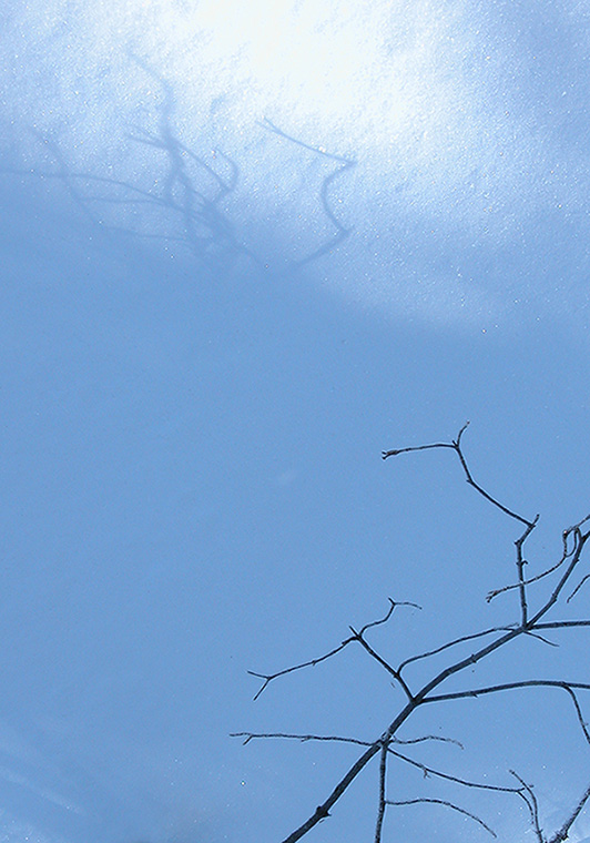 Orville Swamp (Ontario), 2006