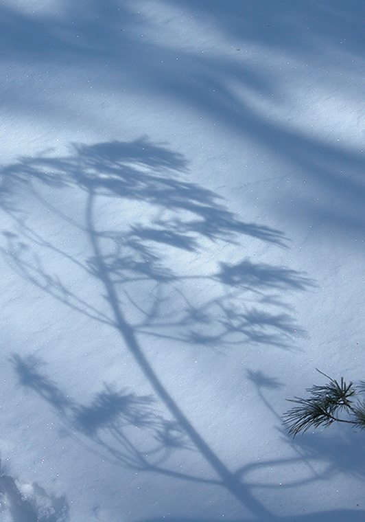 Orville Swamp (Ontario), 2006