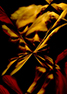 image link to the Fractured gallery