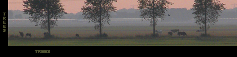 image: photograph